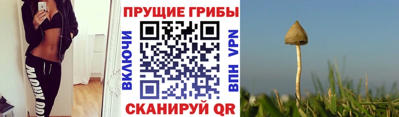 Галлюциногенные грибы прущие грибы Карталы